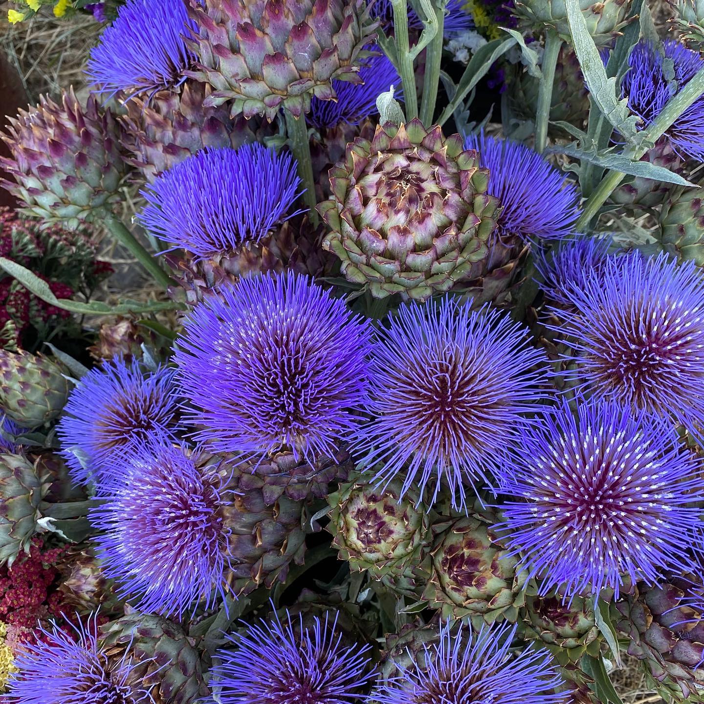 Close up detail of purple cardoon blossom grown on the Le Mera flower farm. 