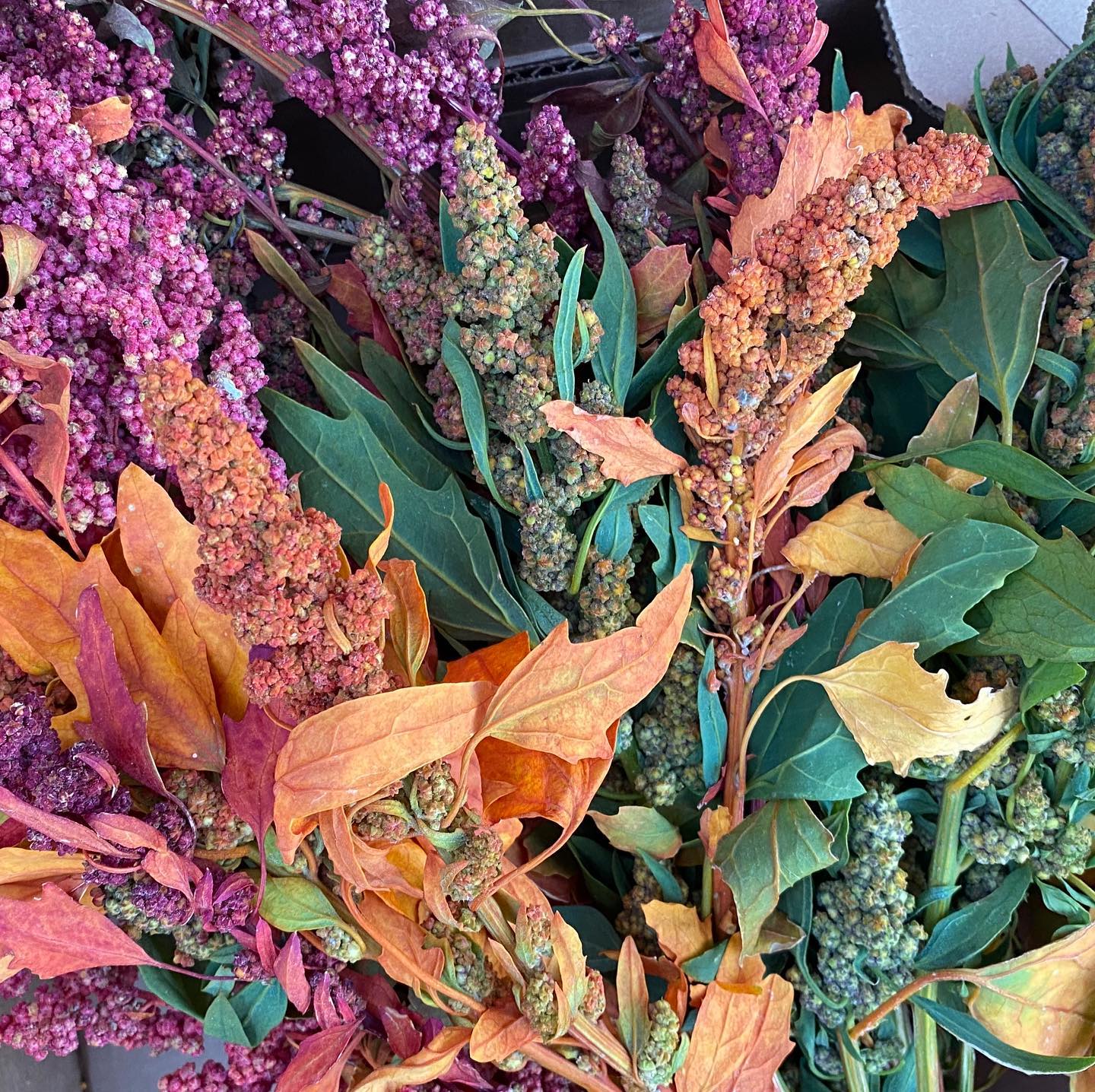 Multi-colored autumn quinoa, ornamental grain from Le Mera Gardens for late season bouquets, flower wreaths, flower garlands and large flower arrangements.