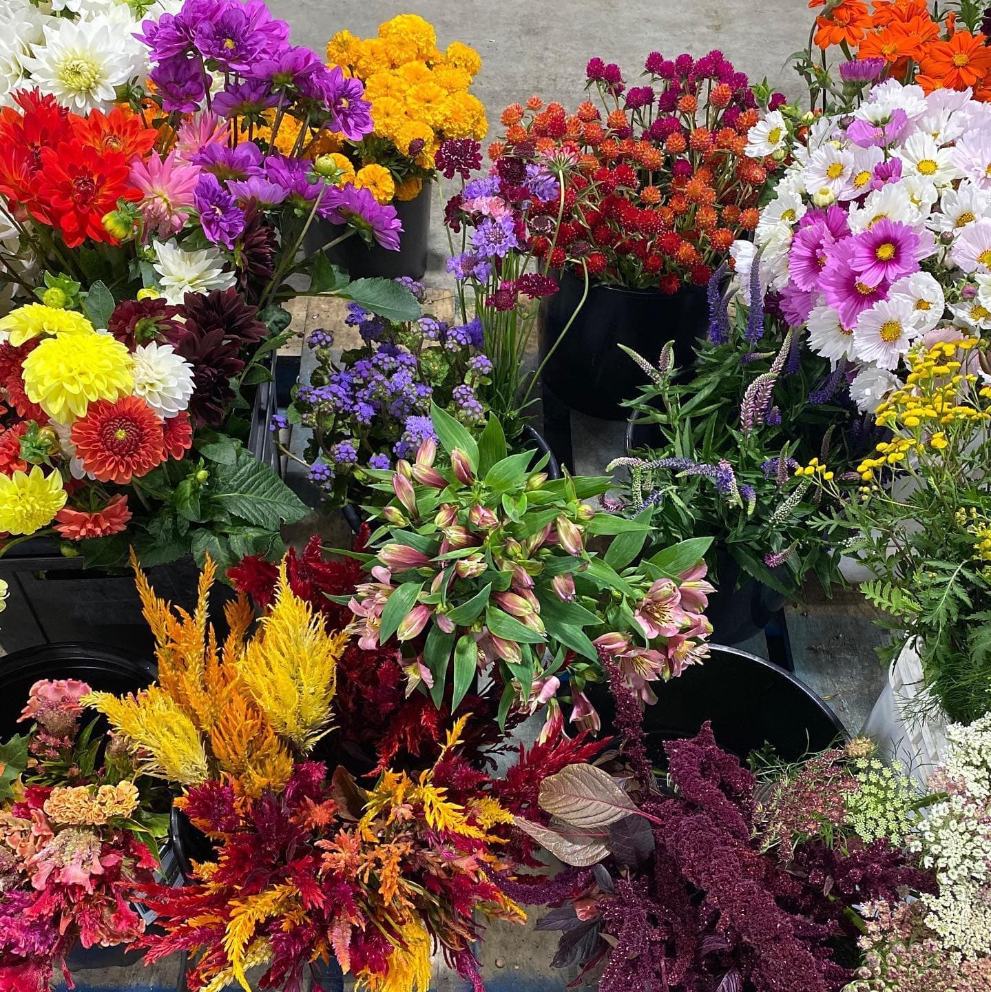 Le Mera Gardens September flower market: alstroemeria, amaranth, dahlias, cosmos, celosia plumosa, globe amaranths, blue ageratum, coxcombs, marigolds, veronica, ammi Queen Anne’s Lace.