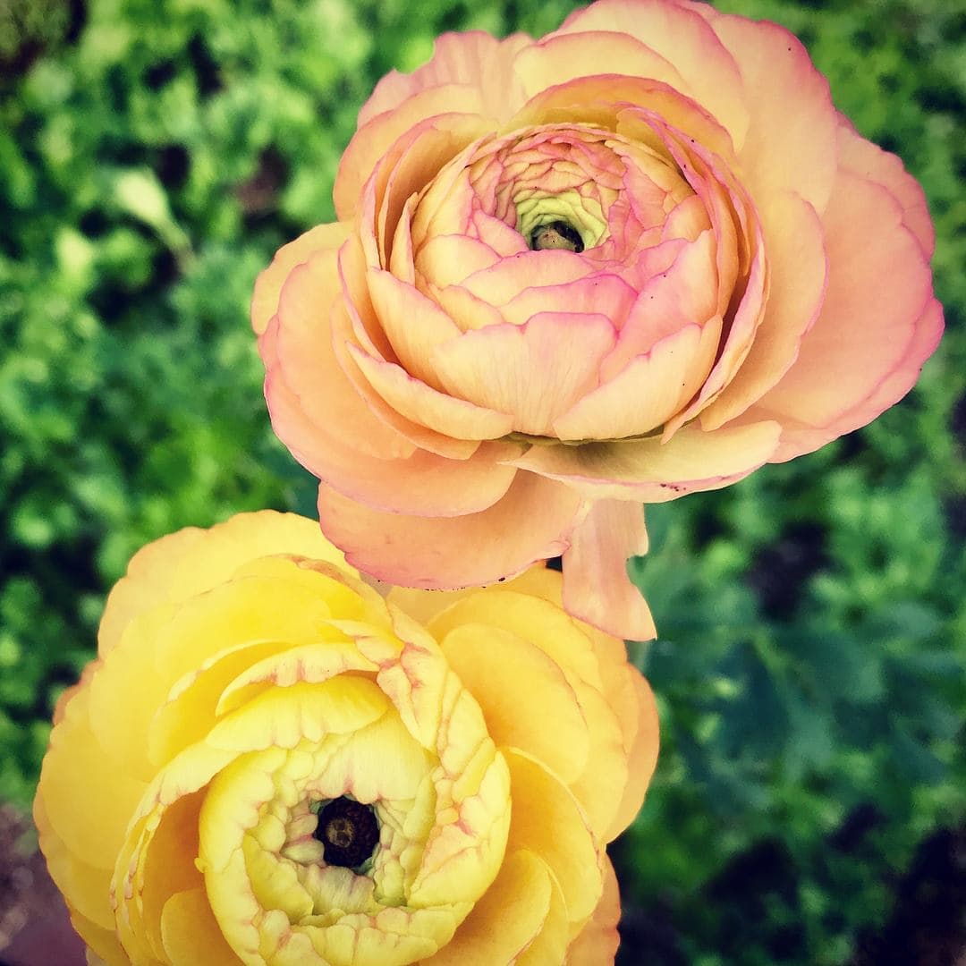 Gold and peach ranunculus, early spring flowers growing in a Le Mera Gardens covered hoophouse.