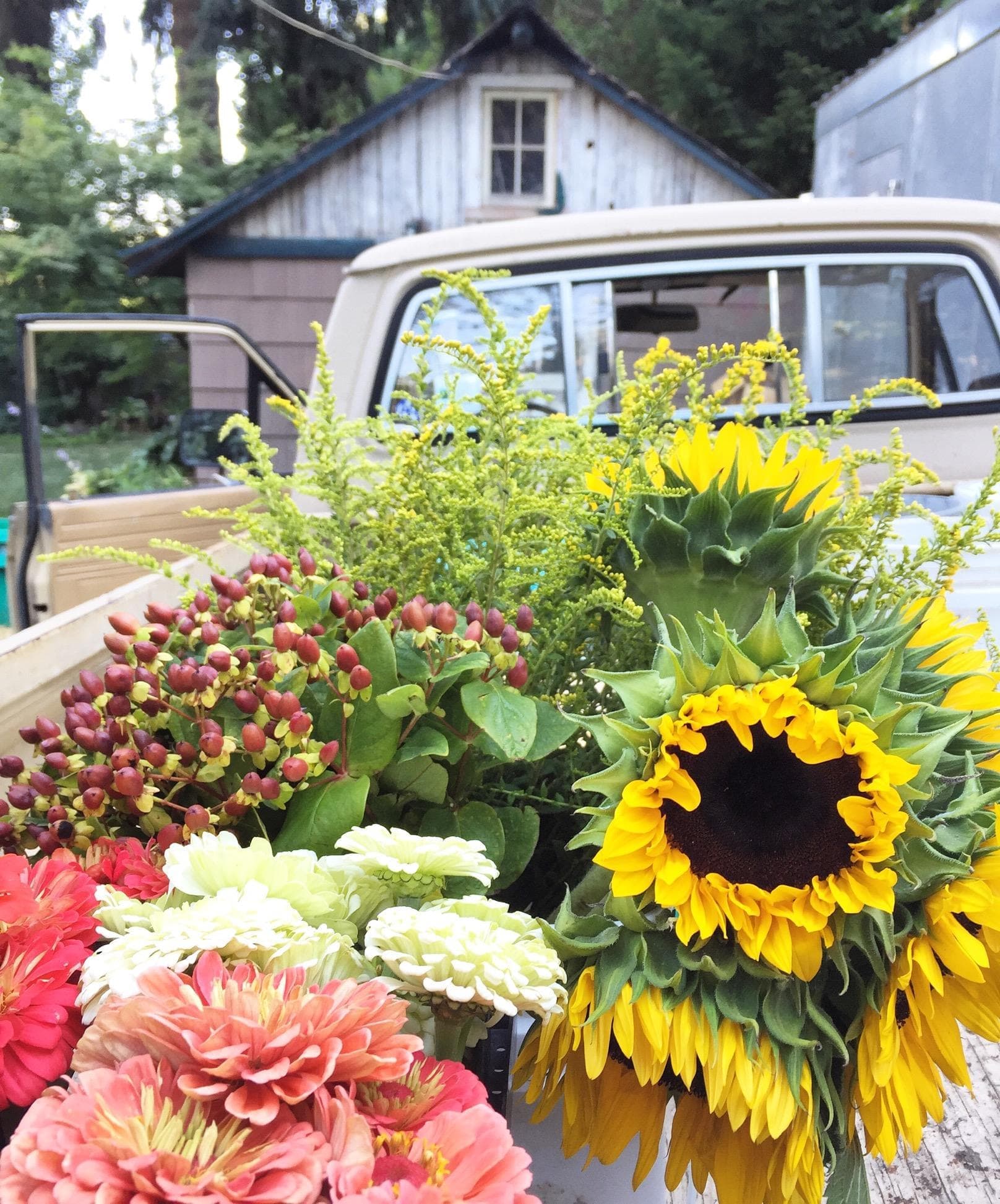 A yellow pick up truck full of freshly harvested hypericum berries, solidago goldenrod, zinnias and sunflowers from the fields of Le Mera Gardens.  Loose bulk flowers to decorate local farm to table fundraiser for The Bee Girl Organization in Jacksonville Oregon.   