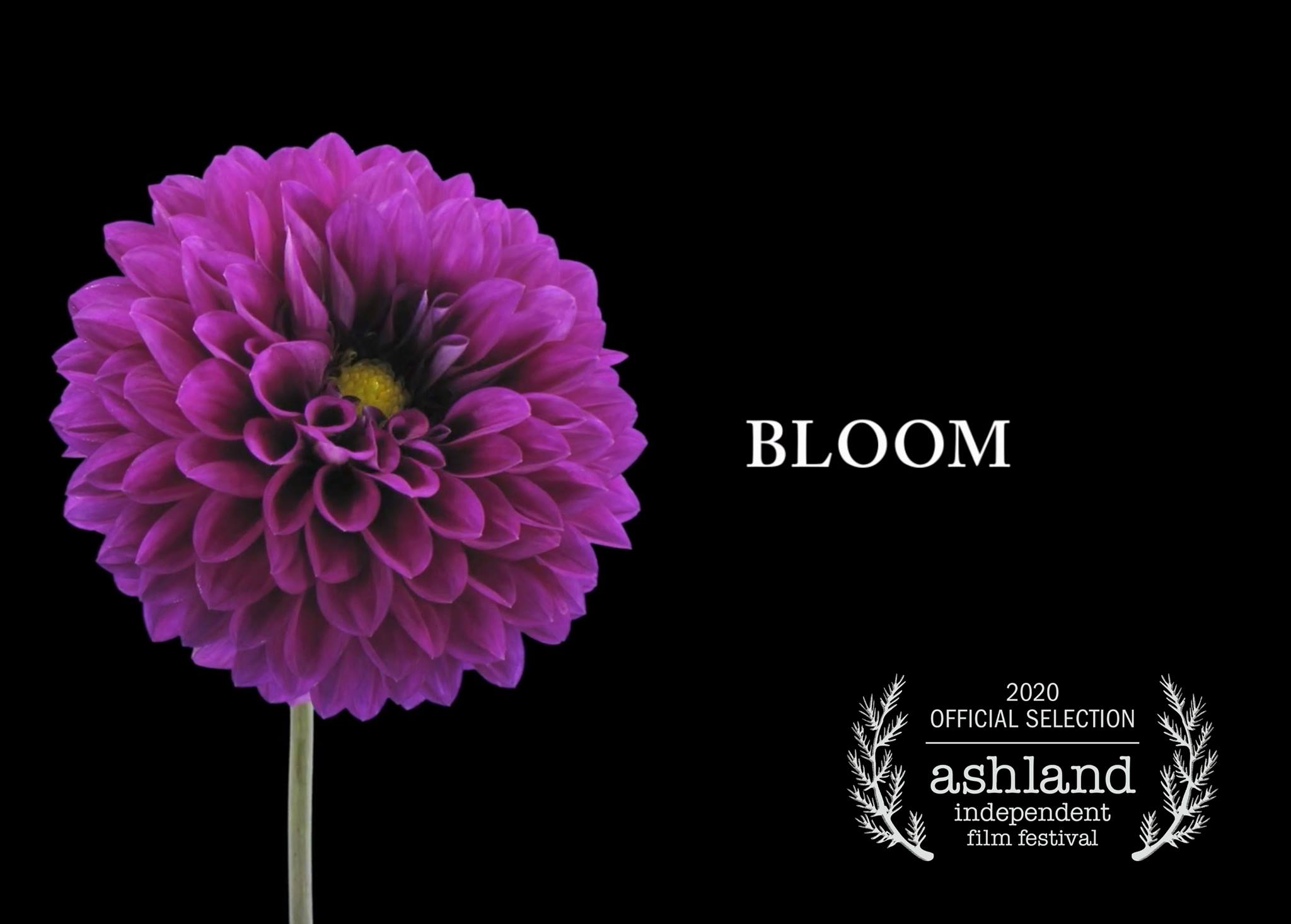Time-lapse of a purple dahlia blooming, petals unfurled to full-sized flower on a black background.  Opening shot of BLOOM, a short documentary about Joan Ewer Thorndike and Le Mera Gardens, by Joanne Feinberg.